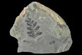 Pennsylvanian Fossil Fern (Neuropteris) Plate - Kentucky #142403-1